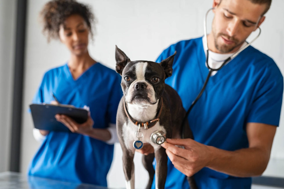 Veterinarian in Baton Rouge, LA O'Neal Lane Pet Hospital